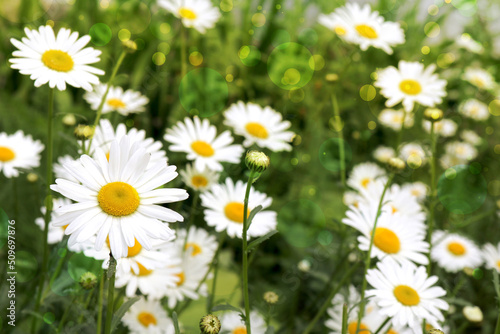 beautiful spring and summer flowers in the field