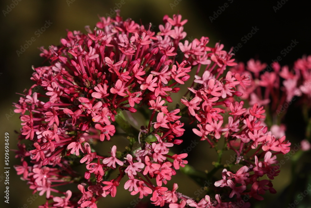 Fototapeta premium Red Valerian (Centranthus ruber)