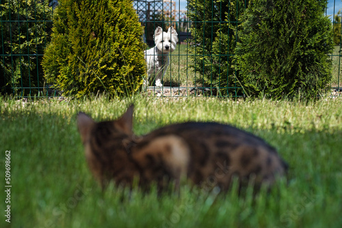 A Bengal cat hunts a domestic white dog behind a fence. Kitten on the grass with a puppy