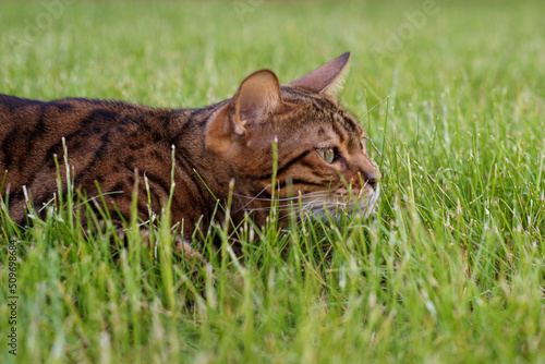 Bengal cat hunts in the grass. The kitten is hiding on the lawn. Domestic cat walking on the street