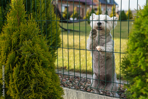 A white domestic dog in front of the house sits behind a fence on the lawn. Puppy on the grass