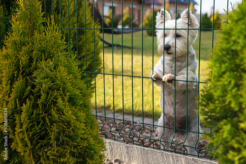 A white domestic dog in front of the house sits behind a fence on the lawn. Puppy on the grass