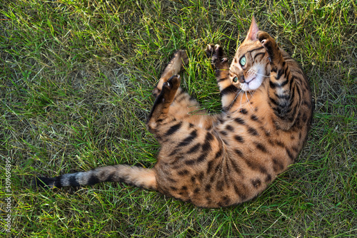 Bengal cat lying on the lawn in front of the house. Domestic cat walks on the street. Kitten on the grass