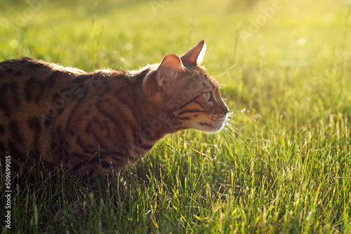 Bengal cat hunts in the grass. The kitten is hiding on the lawn. Domestic cat walking on the street at sunset
