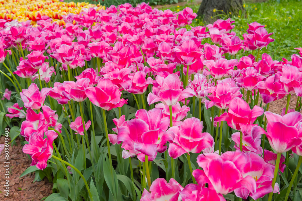 Colorful spring meadow with lot pink tulip flowers. Nature, floral, blooming and gardening concept