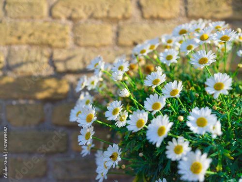 A daisy against a brick wall. Spring flowers and sunshine. A design photo as ...