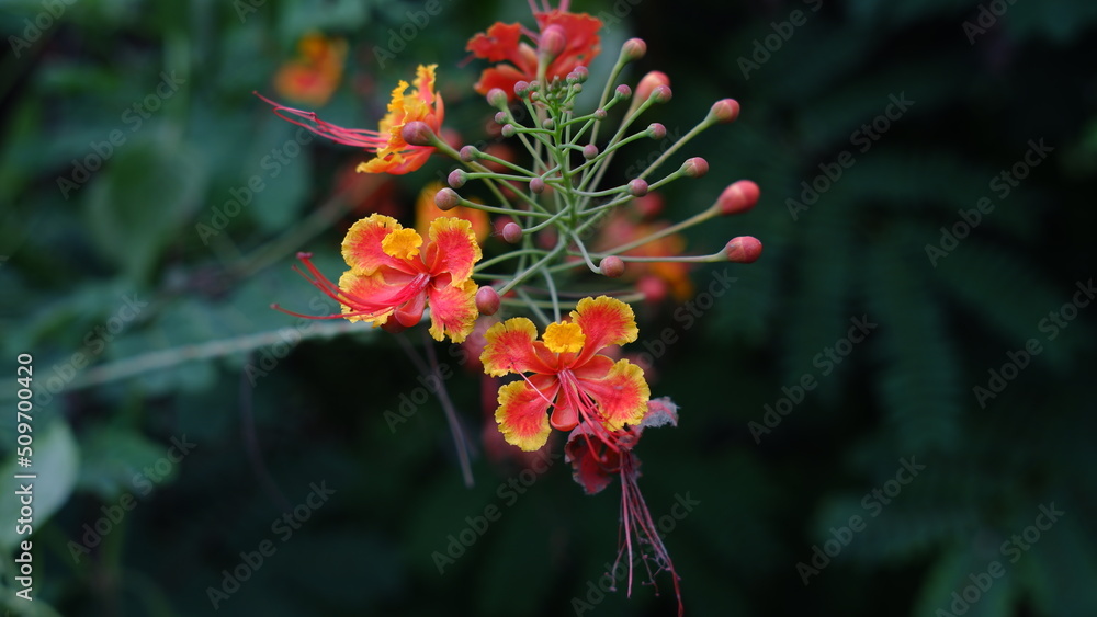 Caesalpinia pulcherrima known as poinciana, peacock flower, red bird of