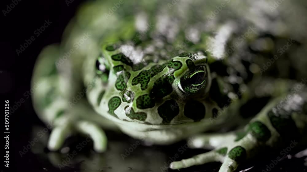 Toad Breating Amazing tropical frog or toad close-up. Natterjack breathing and ...