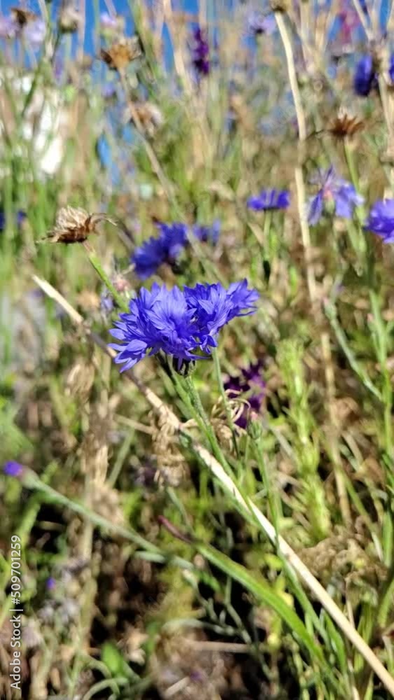 Blue wild cornflowers, bright wild flowers, bokeh Blue wild cornflowers, bright wild flowers, bokeh