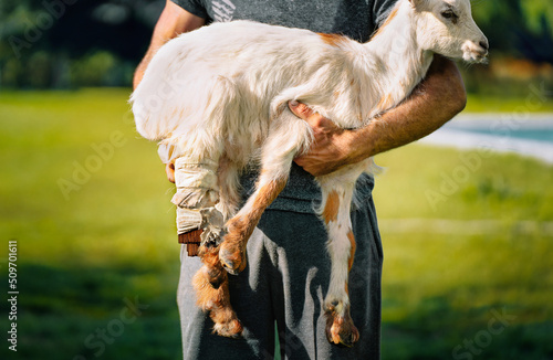 Canvas Print Person holding injured goat