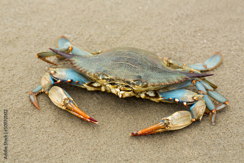 Blue Crab on a Louisiana Beach