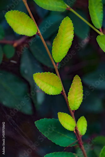 Closeup of Green Spring Leaves
