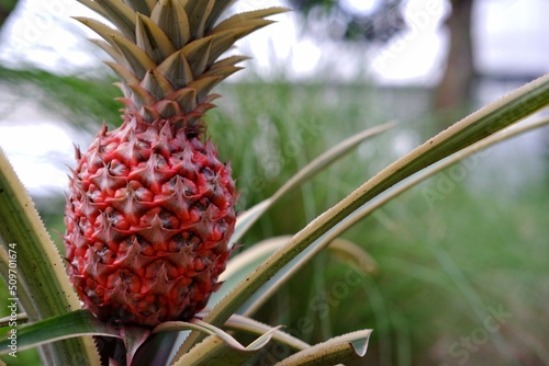 Ananas comosus Variegatus, is a variegated species of Ananas comosus know as Pineapple in english and Ananas or nanas. is a tropical plant with an edible fruit in the family Bromeliaceae
