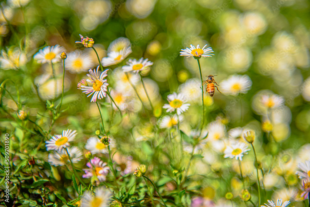 field of daisies field of daisies