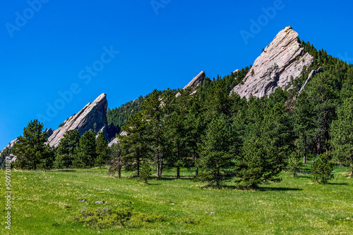 Wildflowers and The Flatirons in Chautauqua Park photo