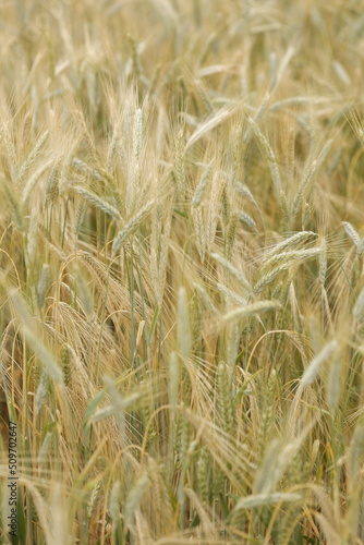 Ripe golden Wheat field closeup