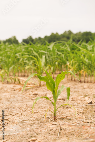 Corn Stalk Growing in a Louisiana Field