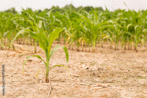 Corn Stalk Growing in a Louisiana Field