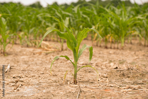 Corn Plants in a Louisiana Field