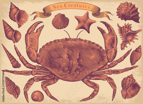 Sea crab and shells . Design set. Editable hand drawn illustration. Vector vintage engraving. 8 EPS