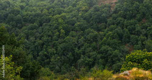 Panoramic forest landscape in Aveyron France