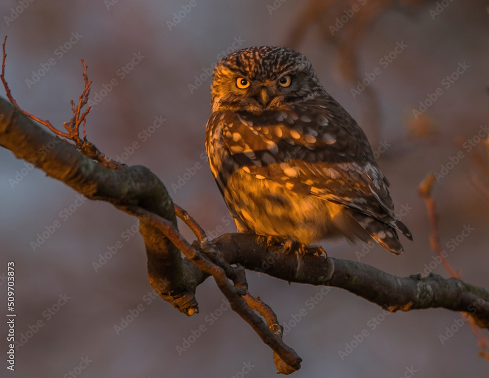 Little Owl Little Owl