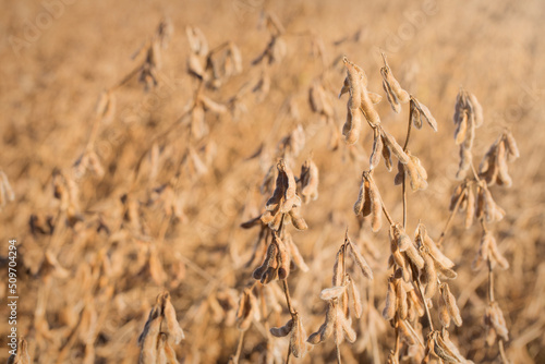 Dried Soybeans in a Louisiana Field