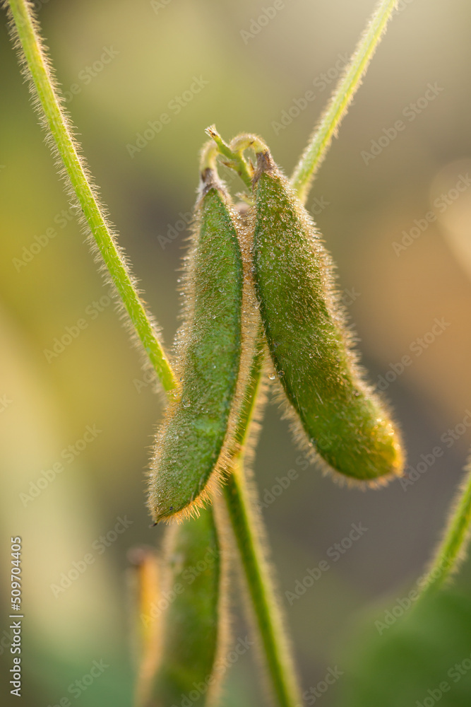 Soybean Plants in a Louisiana Field Soybean Plants in a Louisiana Field