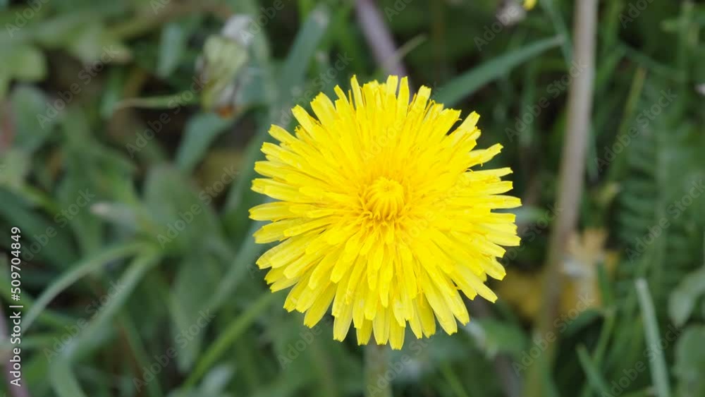 The yellow blooming dandelion flower in the garden with the long stalk in Estonia The yellow blooming dandelion flower in the garden with the long stalk in Estonia