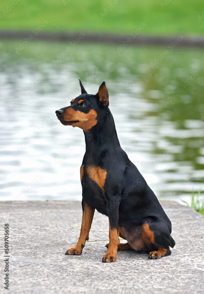 Miniature pinscher dog on green background Miniature pinscher dog on green background
