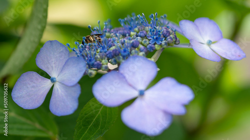 Wallpaper Mural 蜂さん、あじさいは美味しい？ Torontodigital.ca