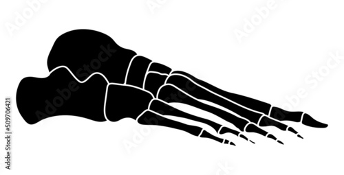 Skeleton Human foot silhouette body bones - side lateral view. Feet, ankle, tarsals metatarsals phalanges flat black color concept Vector illustration of anatomy isolated on white background