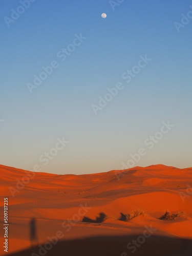 Vue des dunes dans le d  sert du Sahara au couch   de soleil