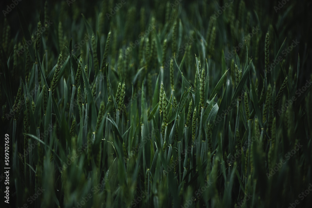 Wheat field on a cloudy day. Green ears of wheat Wheat field on a cloudy day. Green ears of wheat