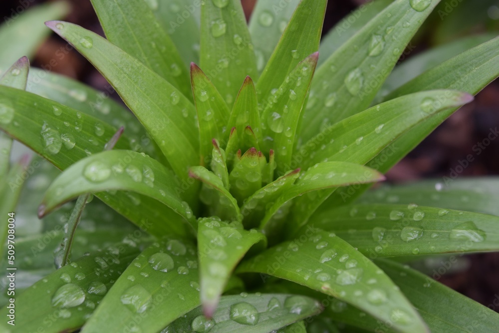Raindrops on a Flower Green Leaf Petal Raindrops on a Flower Green Leaf Petal