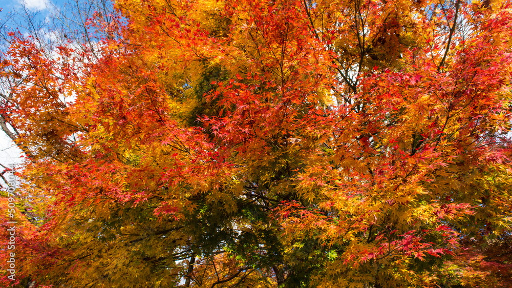 Autumn leaves maple gradient beautiful landscape background material maple picking　紅葉　もみじ　グラデーション　きれいな風景　背景素材　もみじ狩り