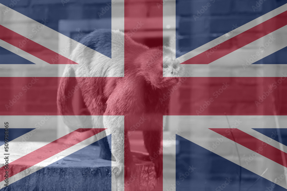 Fototapeta premium Monkeypox virus. Great Britain flag background. Epidemic concept. Virus transmitted to humans from animals. Monkeys infect people. Quarantine. pandemic. Pox. Kill. Medical. Europe. Epidemic. England