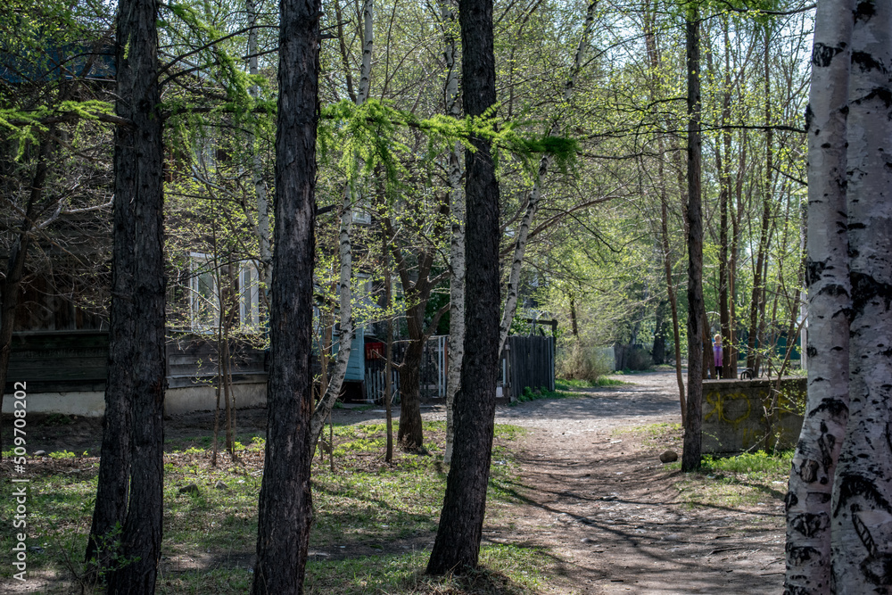 Obraz premium path in the woods
