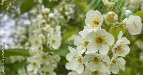 Branch of blossoming bird cherry tree on a on a green background -facebook cover photos facebook