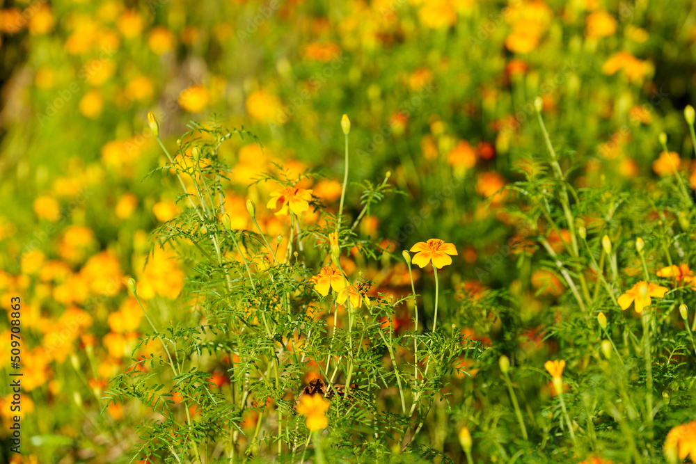 Obraz premium Natural background with orange marigold flowers