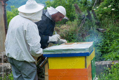 Two beekeepers inspect bee hives in the apiary and smoke them with a smoker to calm them down on summer morning. Beekeeping concept