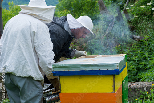 Two beekeepers with protective workwear in an apiary inspect bee hives and smoke them with a smoker to calm them down. Beekeeping concept © Emilija