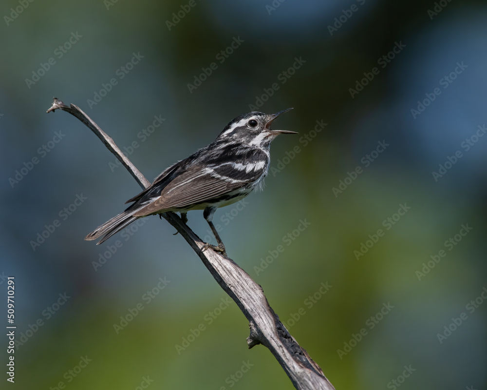 Fototapeta premium Black and White Warbler