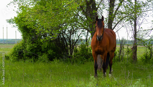 Horse in the field. A beautiful horse grazes in the field. © Verrone