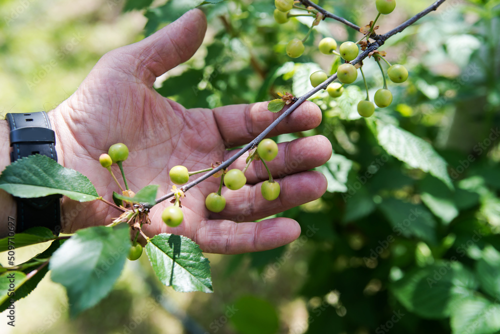gardener's hand is holding Green cherries. gardener's hand is holding Green cherries.