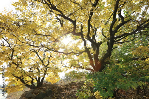 Fototapeta Naklejka Na Ścianę i Meble -  The bodhi tree in autumn
