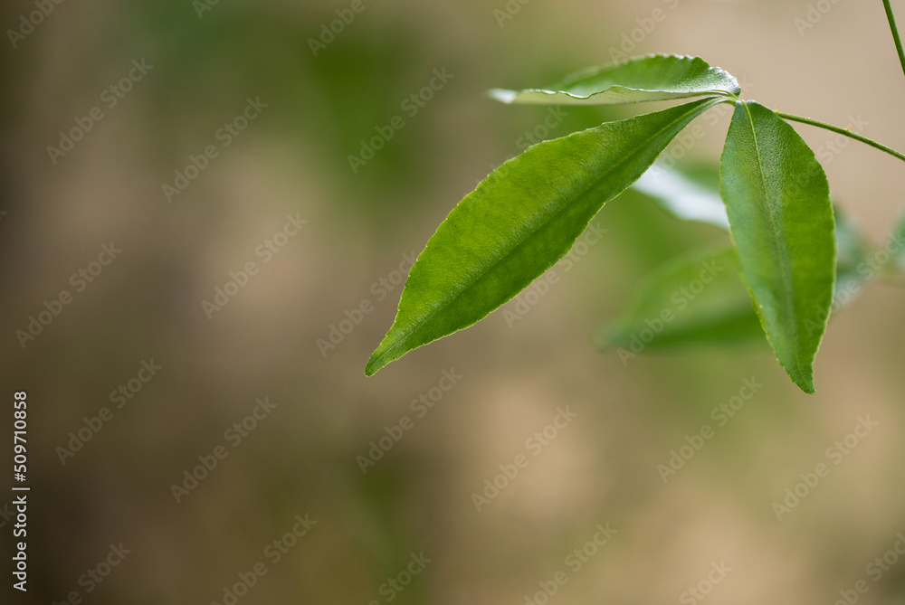 Toddalia asiatica or lopea tree on nature background. Toddalia asiatica or lopea tree on nature background.