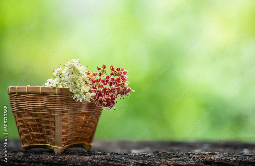 Henna branch flowers on nature background. Henna branch flowers on nature background.