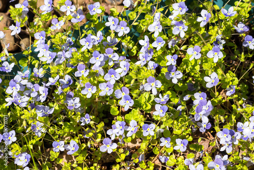Houstonia thyme is a ground cover rare herbaceous perennial plant for an alpine slide in the garden.