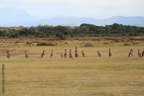 kangaroo in a bush at parc national Narawntapu